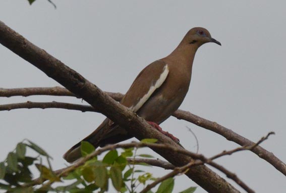 White-winged Dove - ML642317387