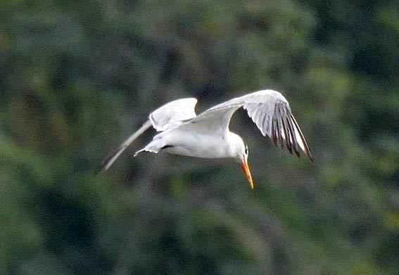 Royal Tern - ML642317397