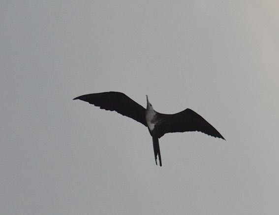 Magnificent Frigatebird - ML642317401