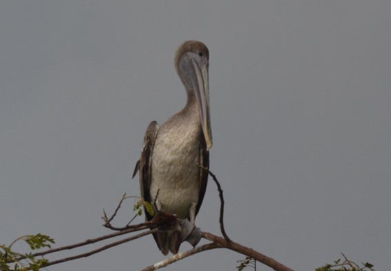 Brown Pelican - ML642317406