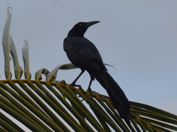 Great-tailed Grackle - ML642317409