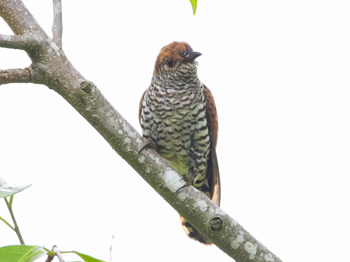 Violet Cuckoo - ML642317444