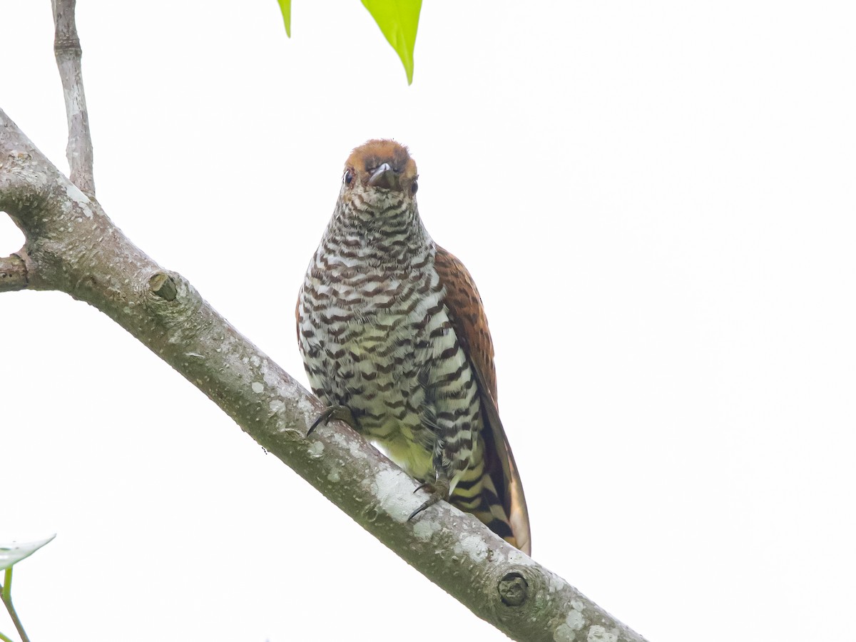 Violet Cuckoo - ML642317445