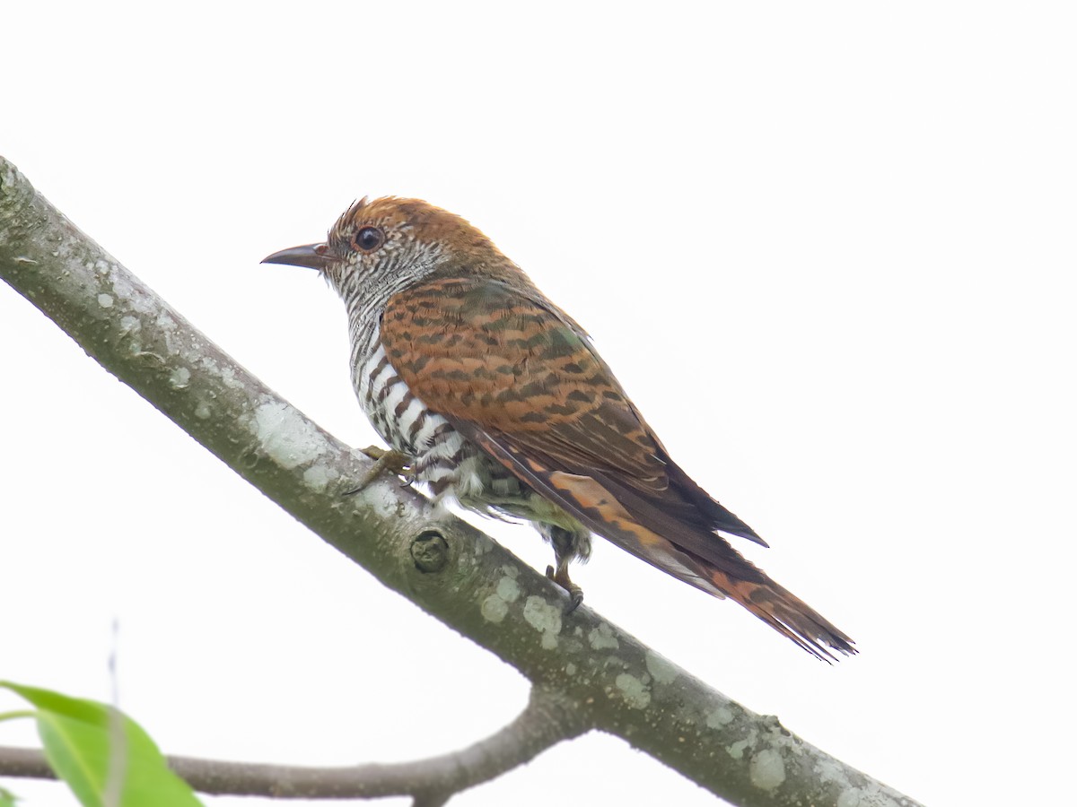 Violet Cuckoo - ML642317447