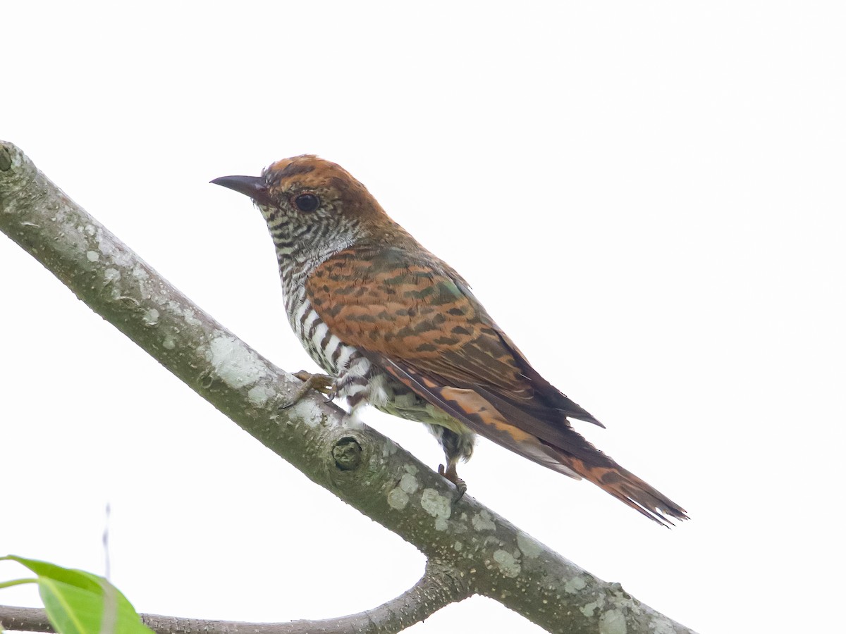 Violet Cuckoo - ML642317448