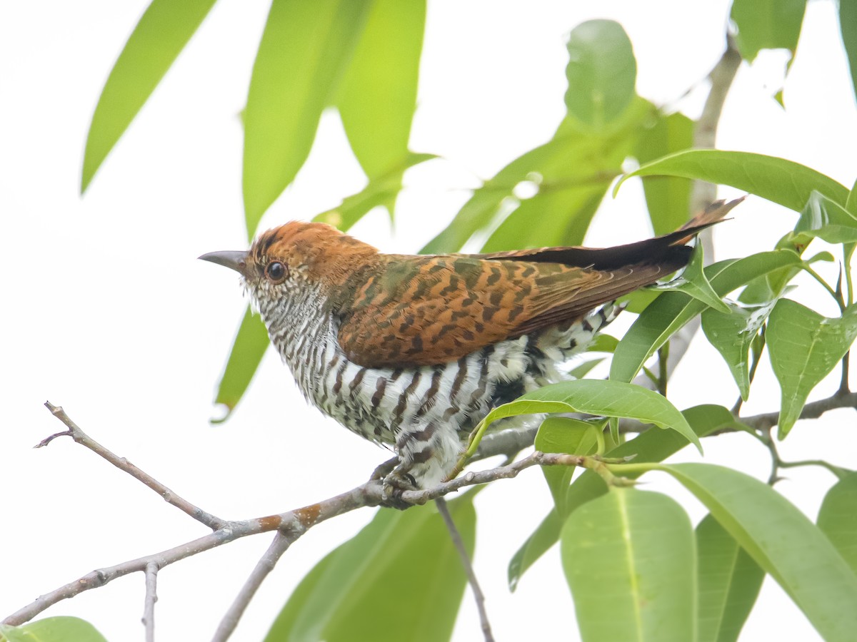 Violet Cuckoo - ML642317449