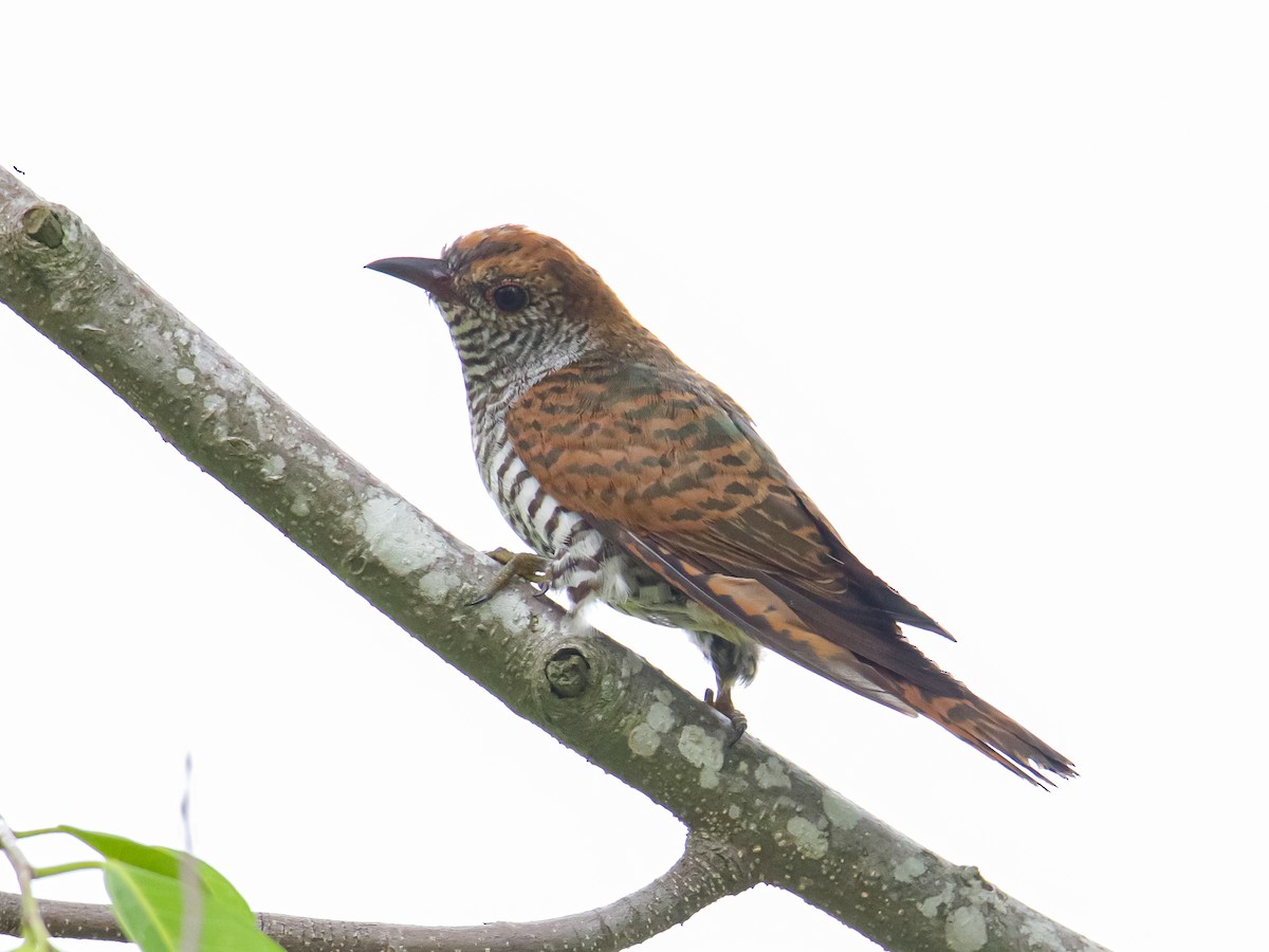 Violet Cuckoo - ML642317451