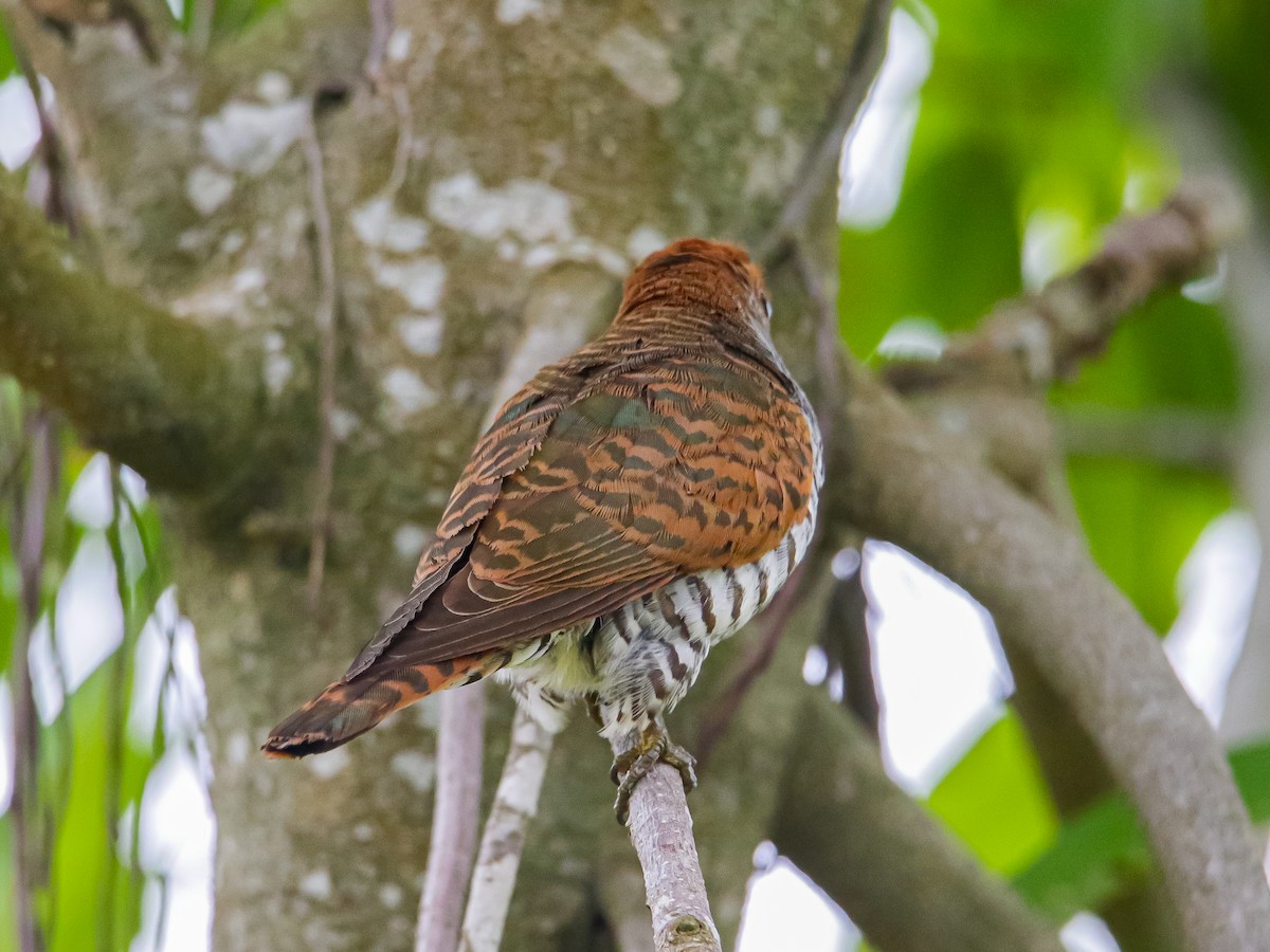 Violet Cuckoo - ML642317456