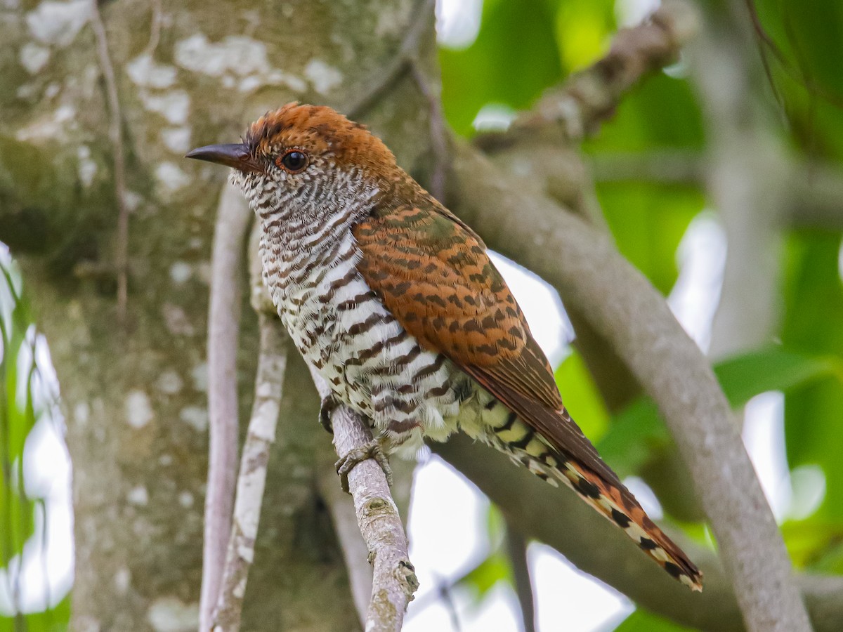 Violet Cuckoo - ML642317457