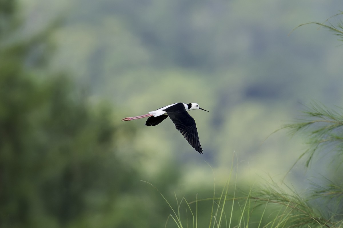 Pied Stilt - ML642317483