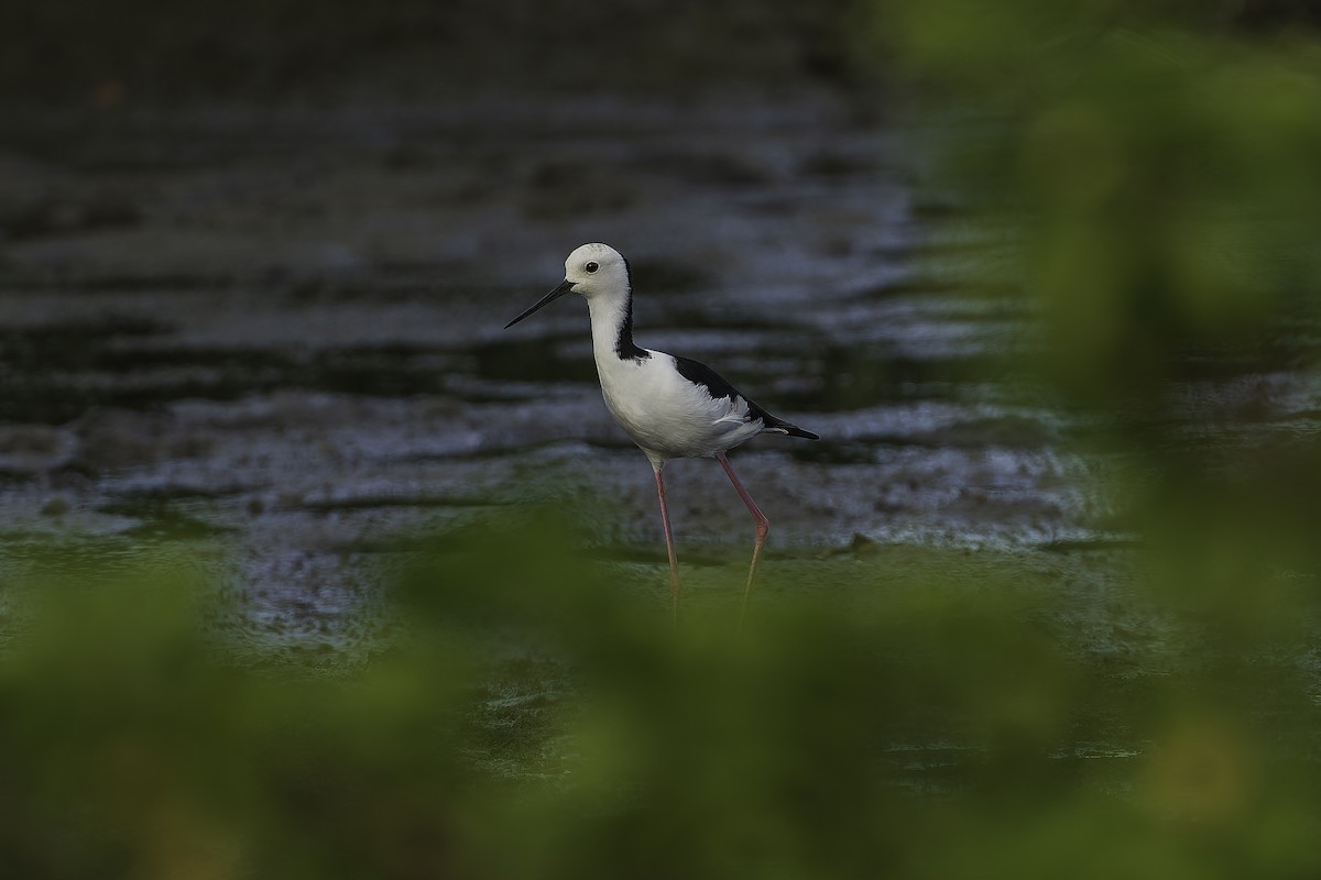Pied Stilt - ML642317484