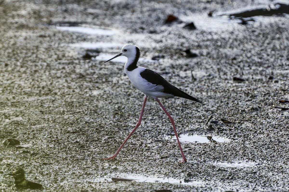 Pied Stilt - ML642317486