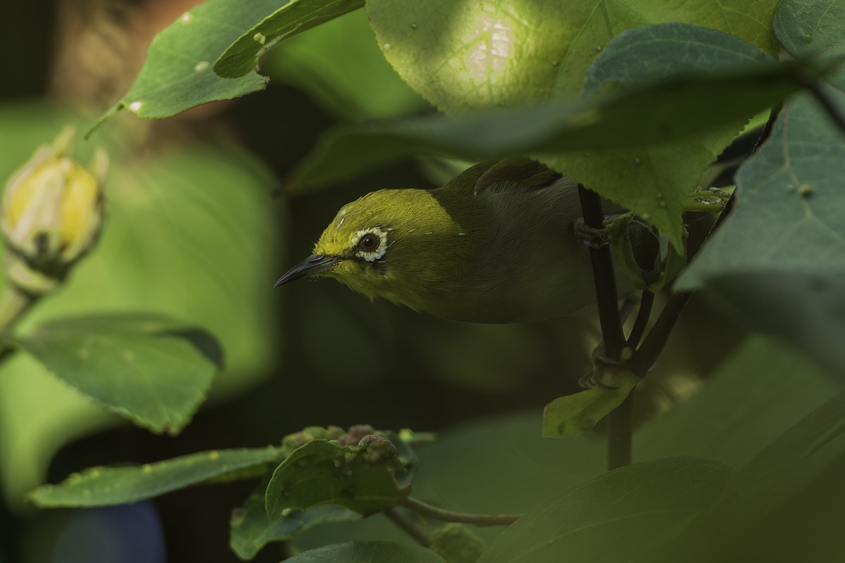 Swinhoe's White-eye - ML642317490