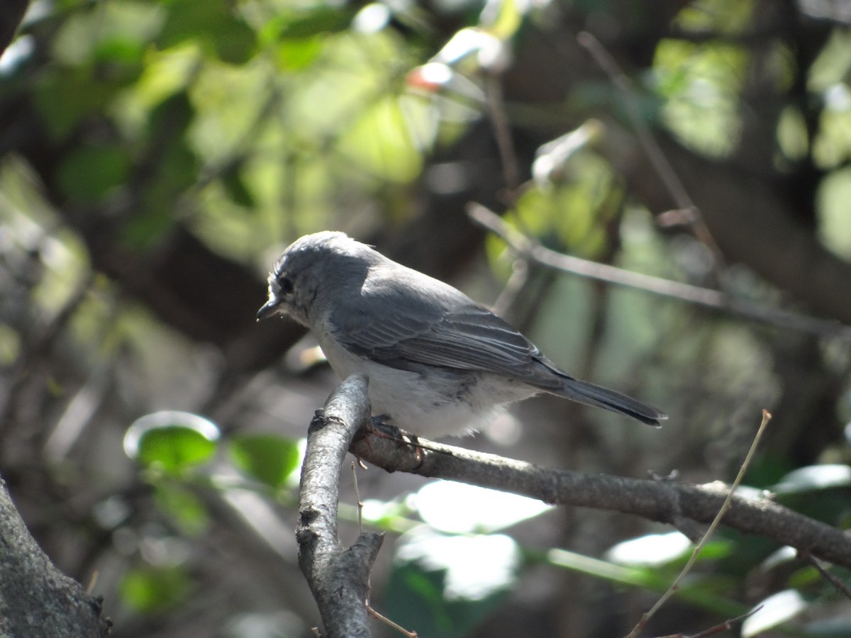 Ashy Flycatcher - ML642317503