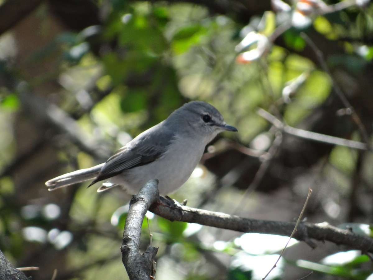 Ashy Flycatcher - ML642317504