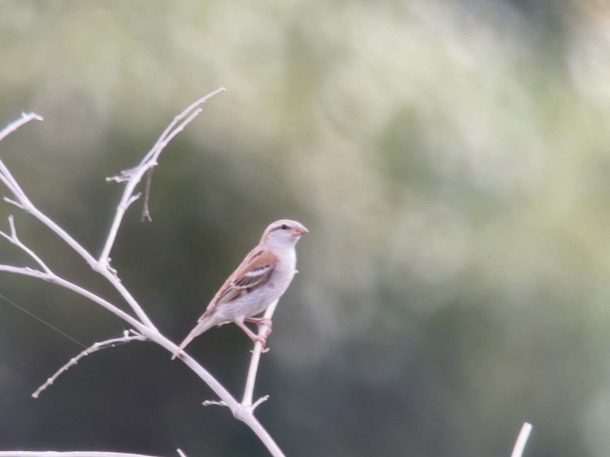 Russet Sparrow - ML642317510
