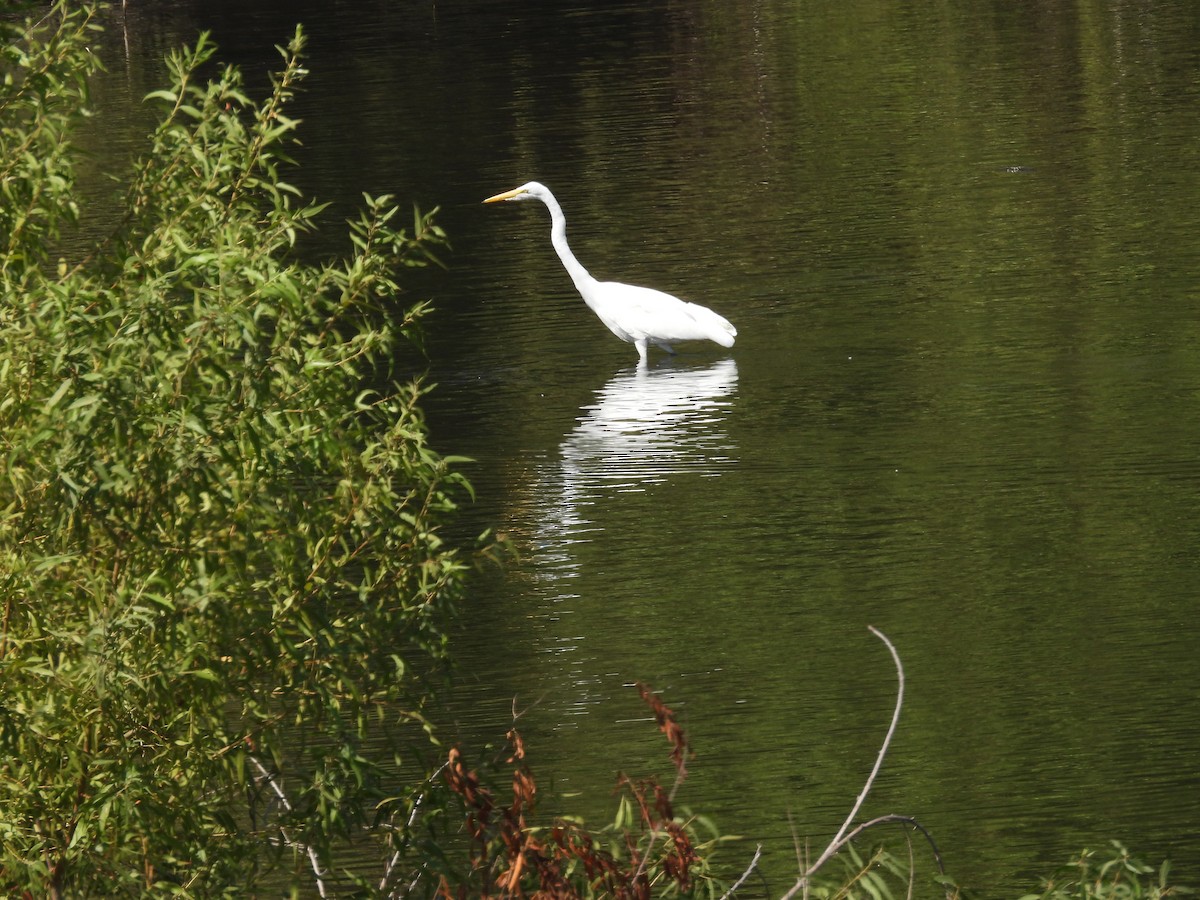 Great Egret - ML642317519