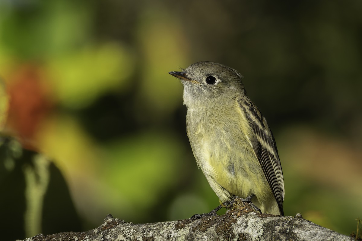 Hammond's Flycatcher - ML642317538