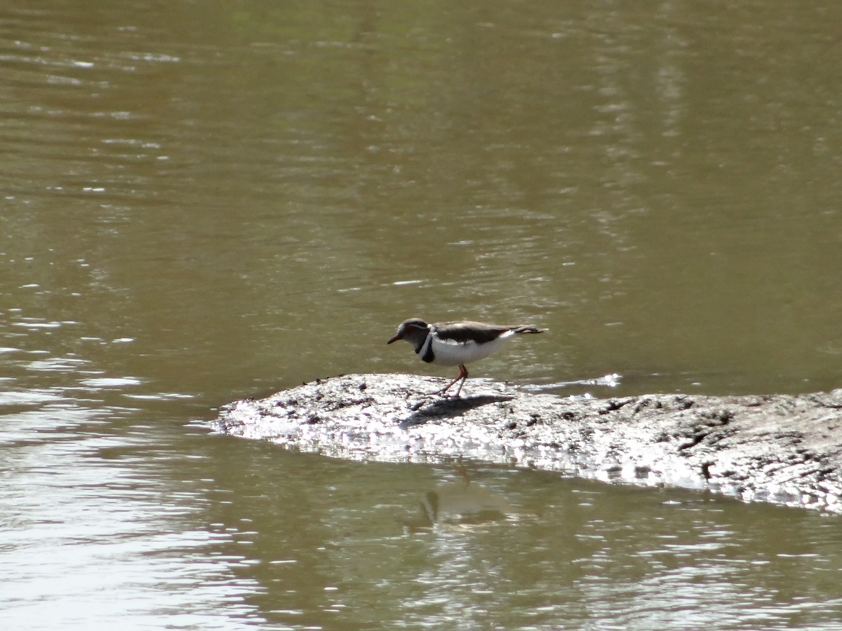 Three-banded Plover - ML642317539
