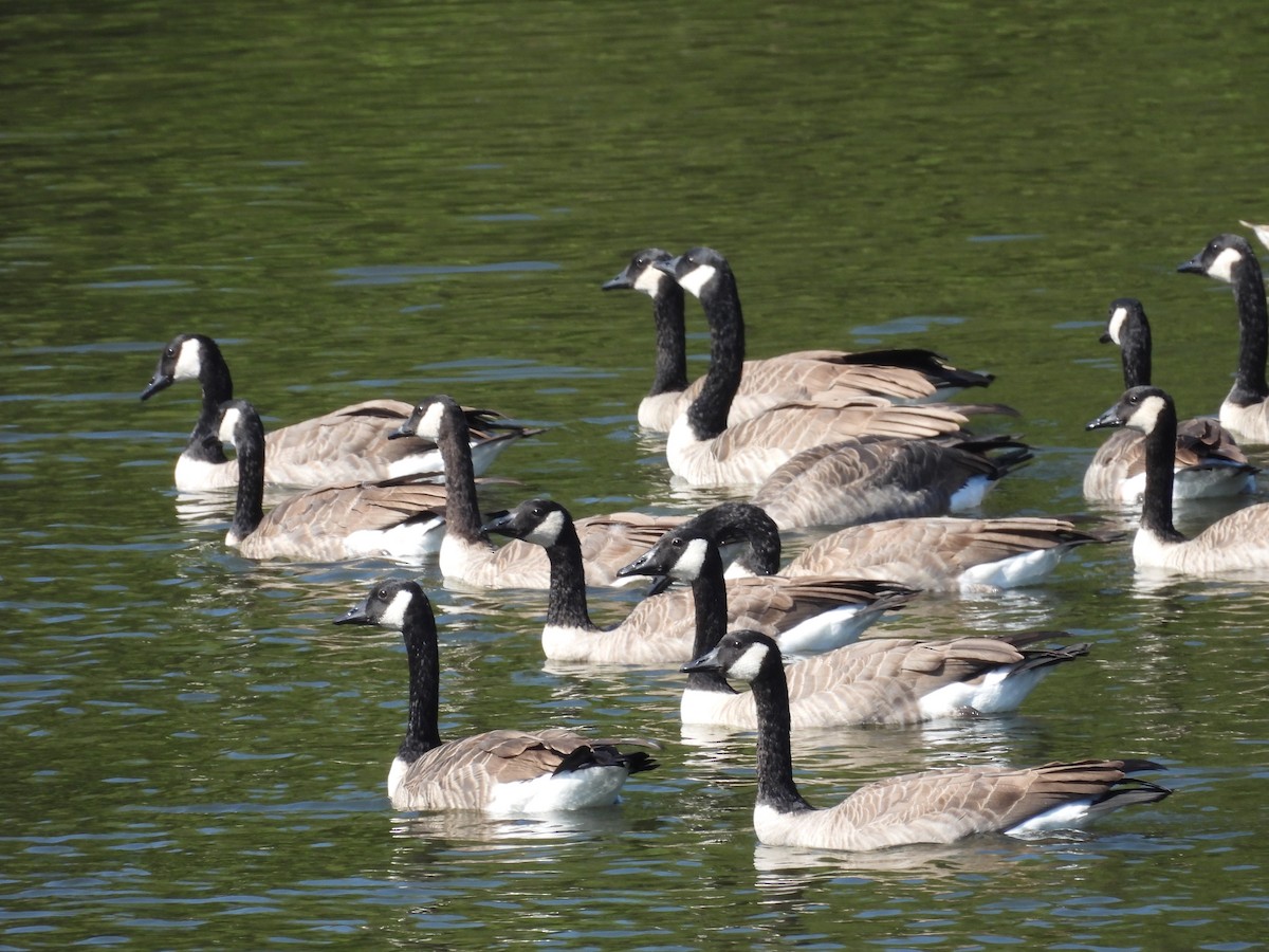 Canada Goose - ML642317553