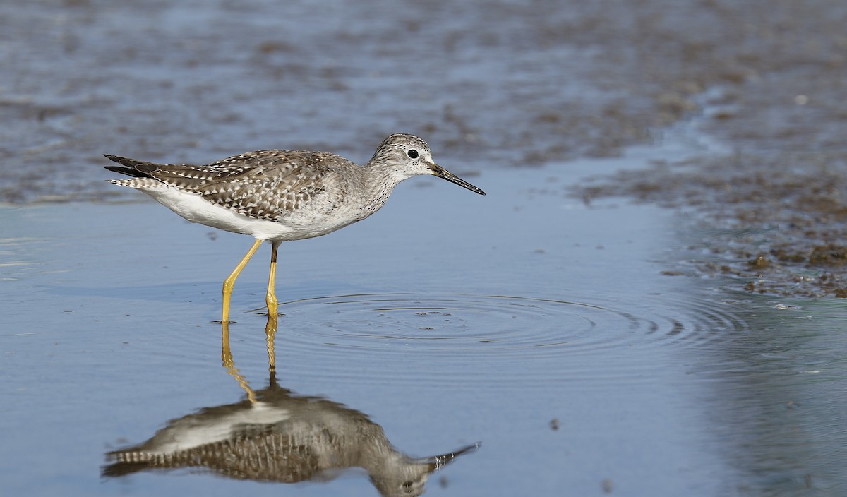 Lesser Yellowlegs - ML642317578
