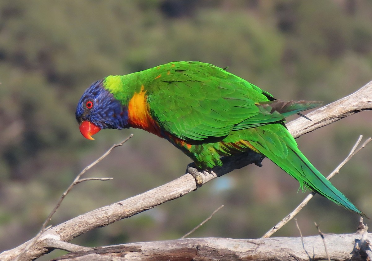 Rainbow Lorikeet - ML642317584