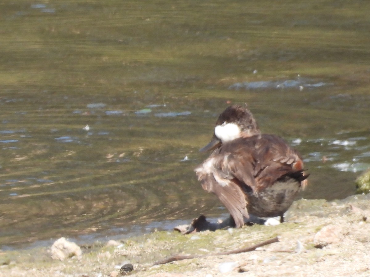 Ruddy Duck - ML642317586