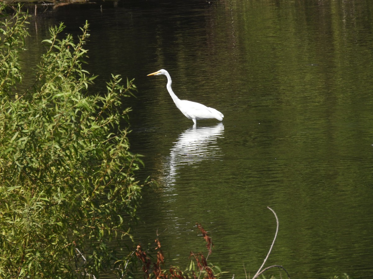 Great Egret - ML642317591