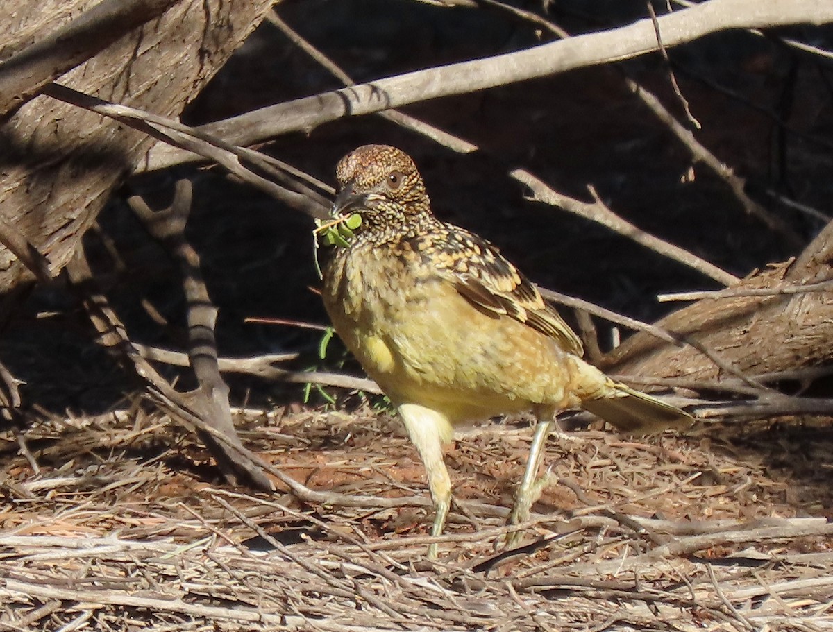 Western Bowerbird - ML642317598