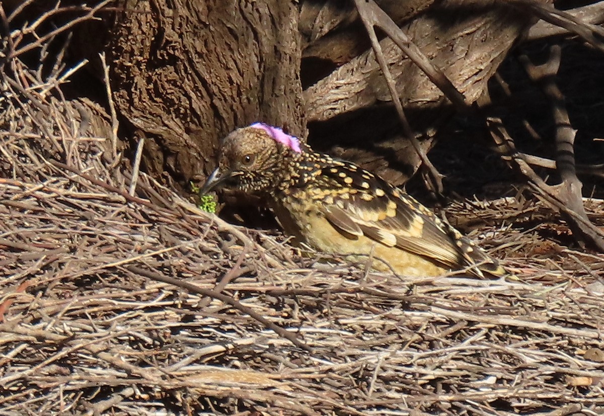 Western Bowerbird - ML642317599