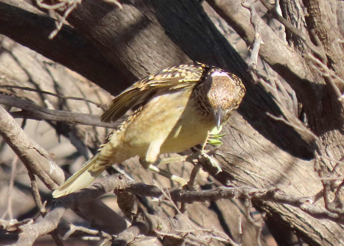 Western Bowerbird - ML642317600