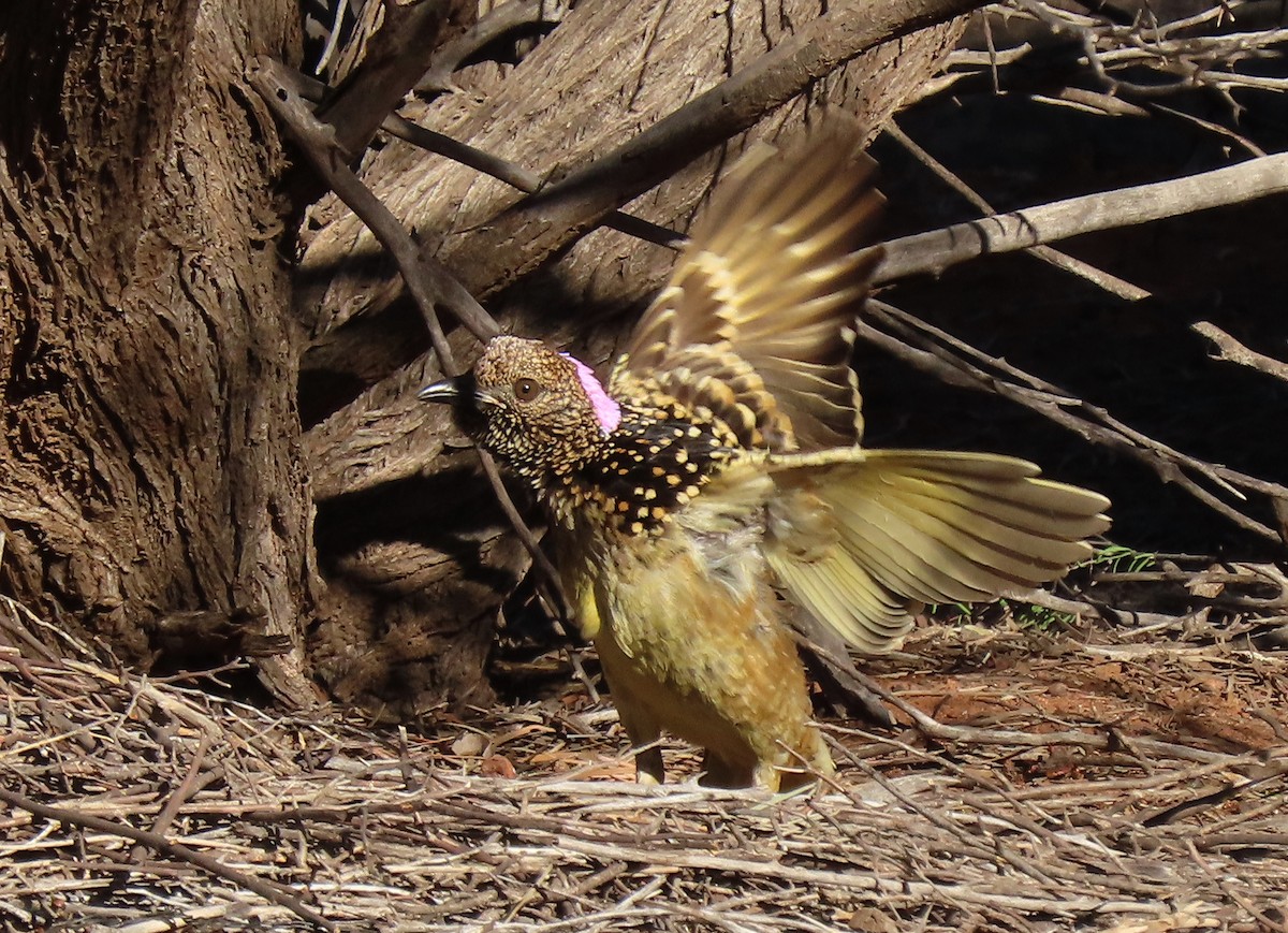 Western Bowerbird - ML642317602