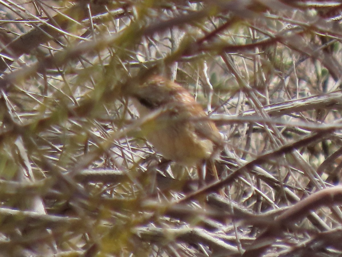 Sandhill Grasswren - ML642317634