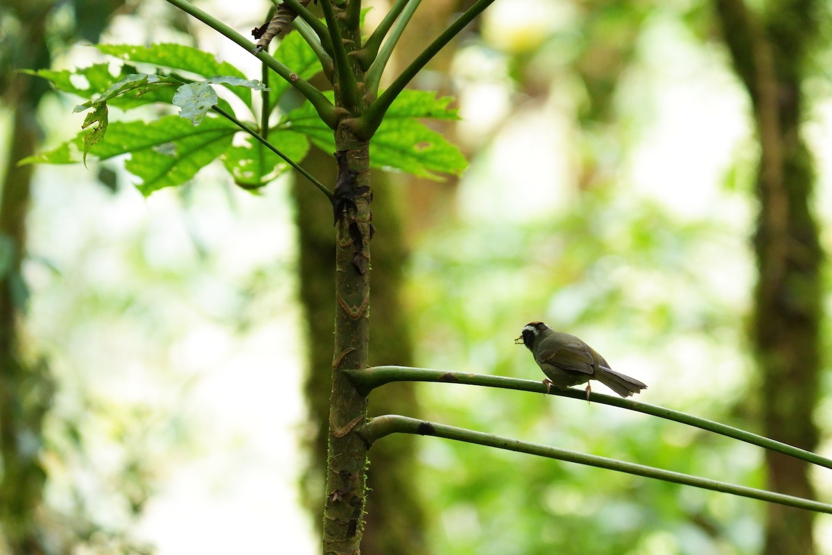 Black-cheeked Warbler - ML642317638