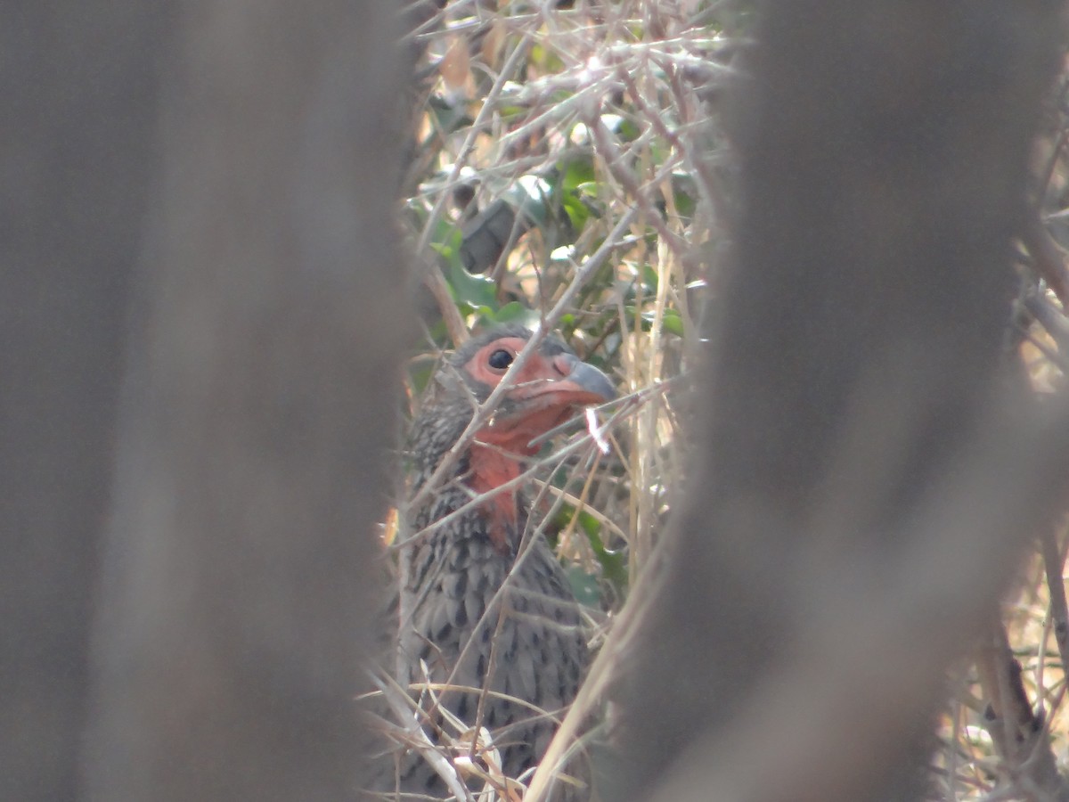 Swainson's Spurfowl - ML642317639