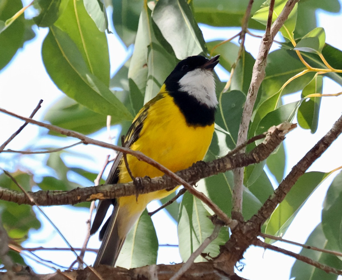 Golden Whistler (Western) - ML642317711