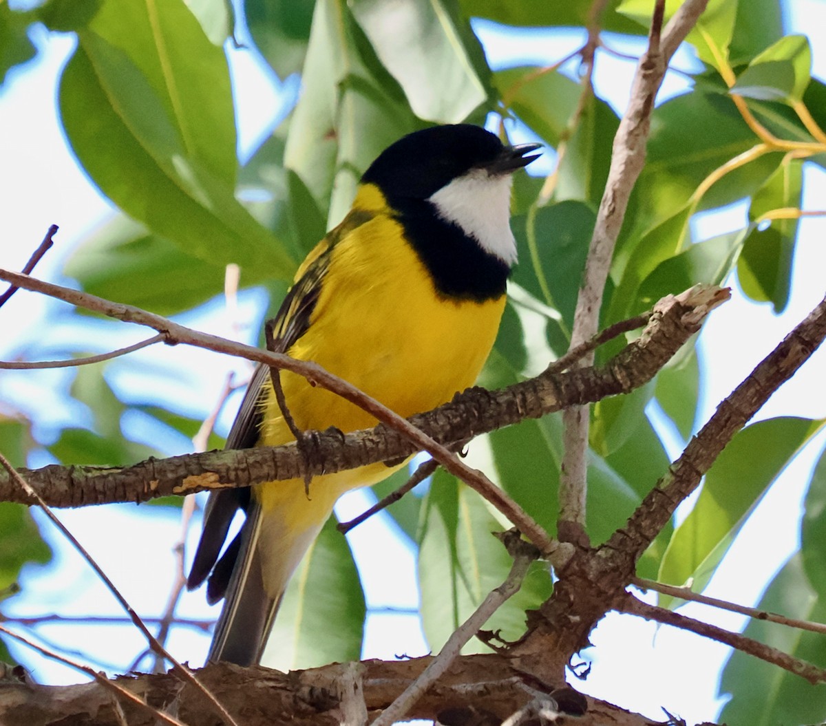 Golden Whistler (Western) - ML642317713