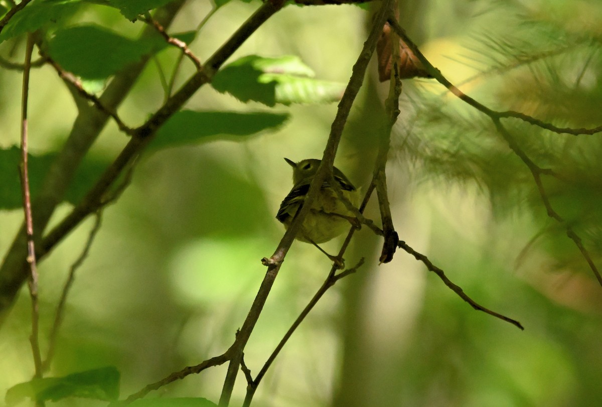 Ruby-crowned Kinglet - ML642317714
