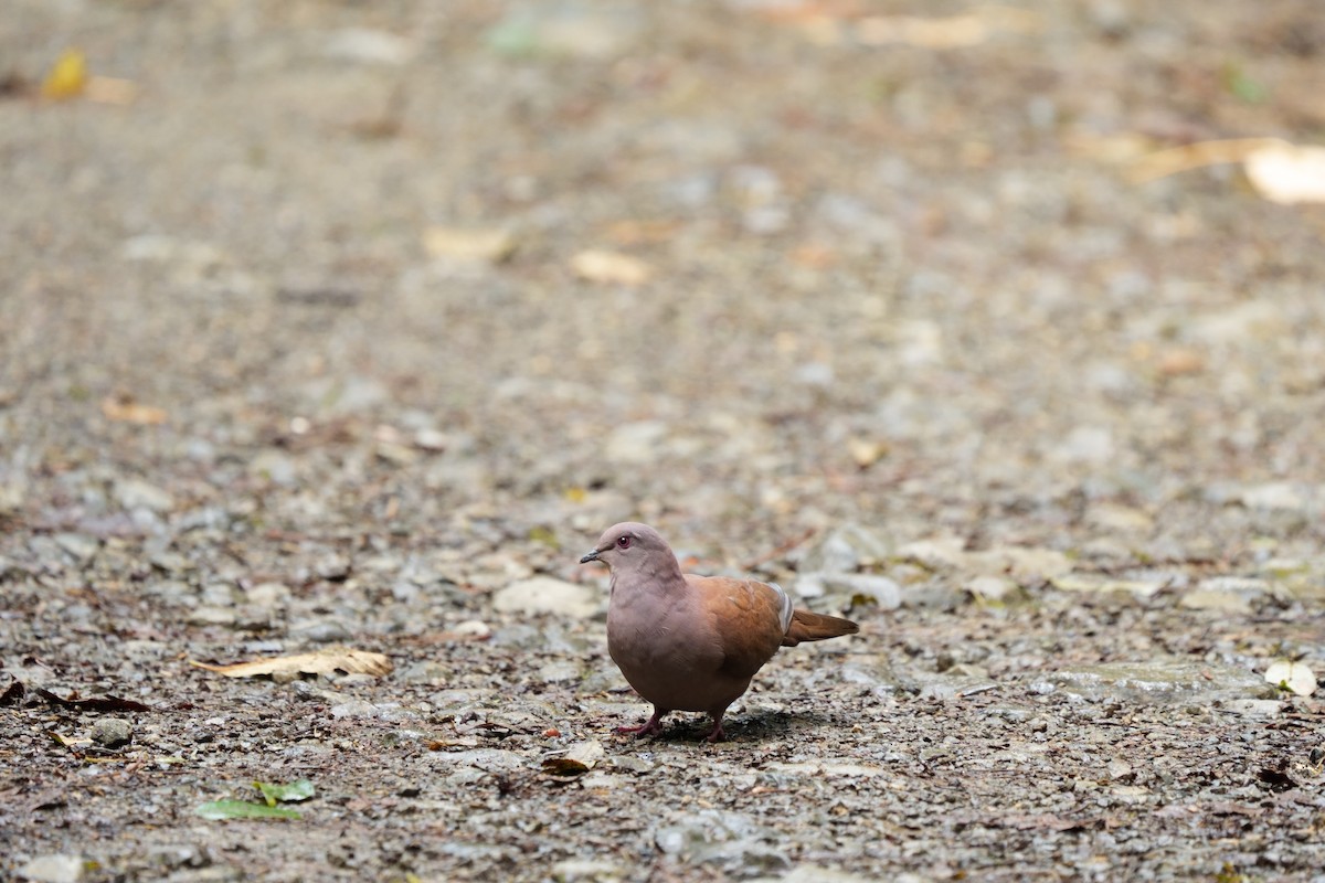 Ruddy Pigeon - ML642317734