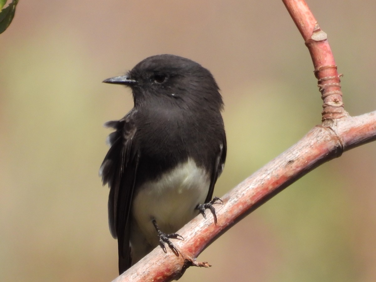Black Phoebe - ML642317745