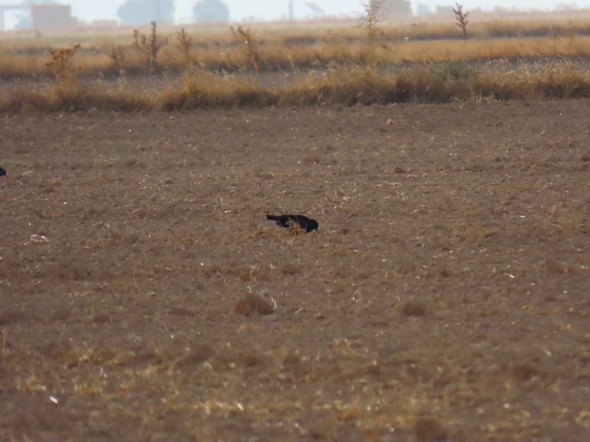 紅嘴山鴉 - ML642317755