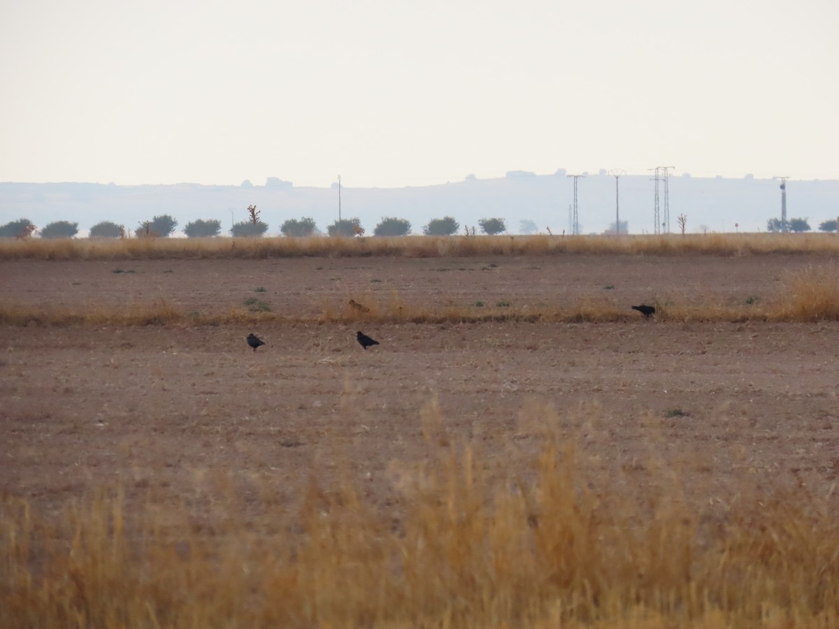 紅嘴山鴉 - ML642317757