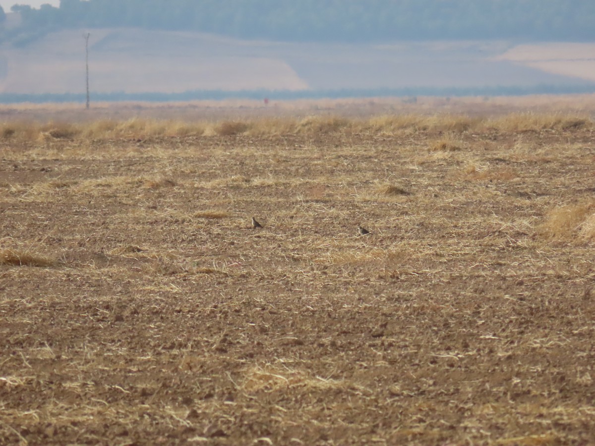 Eurasian Dotterel - ML642317763