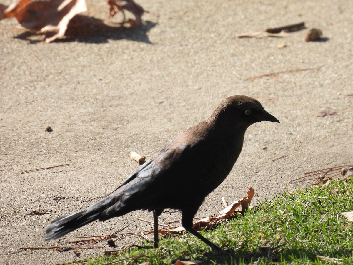 Great-tailed Grackle - ML642317764