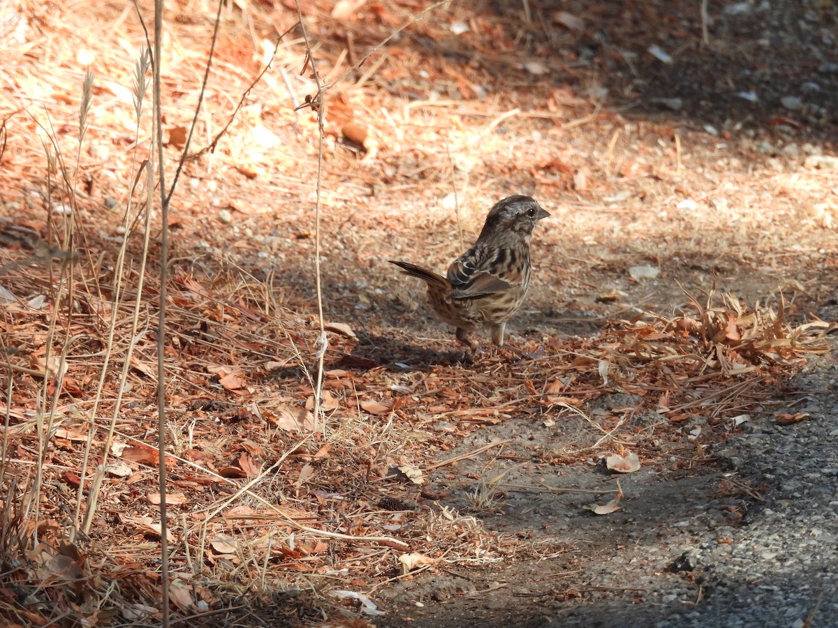 Song Sparrow - ML642317765