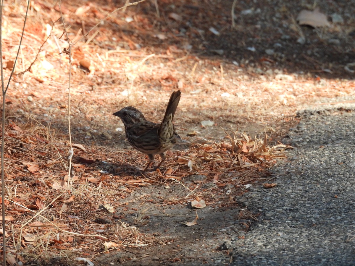 Song Sparrow - ML642317766