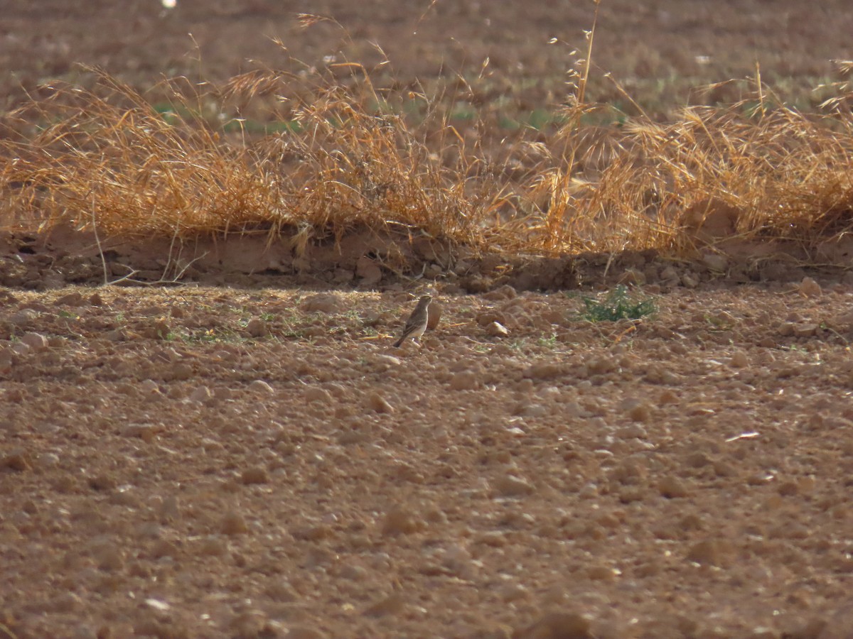Tawny Pipit - ML642317769