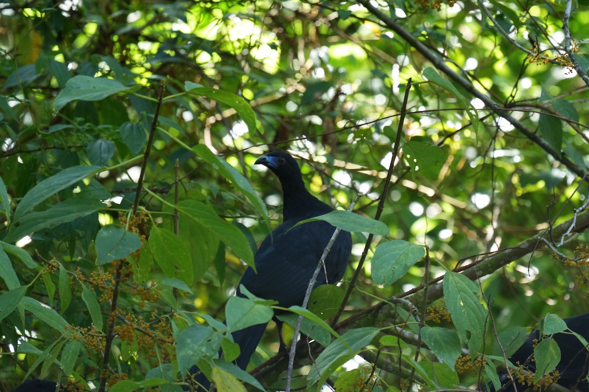 Black Guan - ML642317772