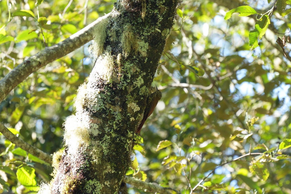 Spot-crowned Woodcreeper - ML642317775