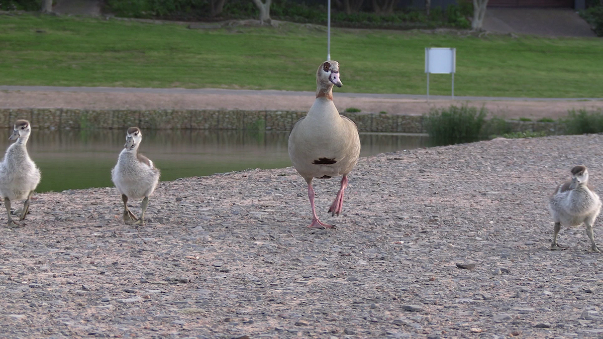 Egyptian Goose - ML642317779